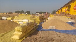Satna: परिवहन के अभाव में उपार्जन केंद्रों में धान का लगा स्टॉक, खरीदी हुई ठप, हजारों किसान परेशान