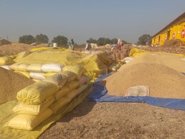 Satna: परिवहन के अभाव में उपार्जन केंद्रों में धान का लगा स्टॉक, खरीदी हुई ठप, हजारों किसान परेशान