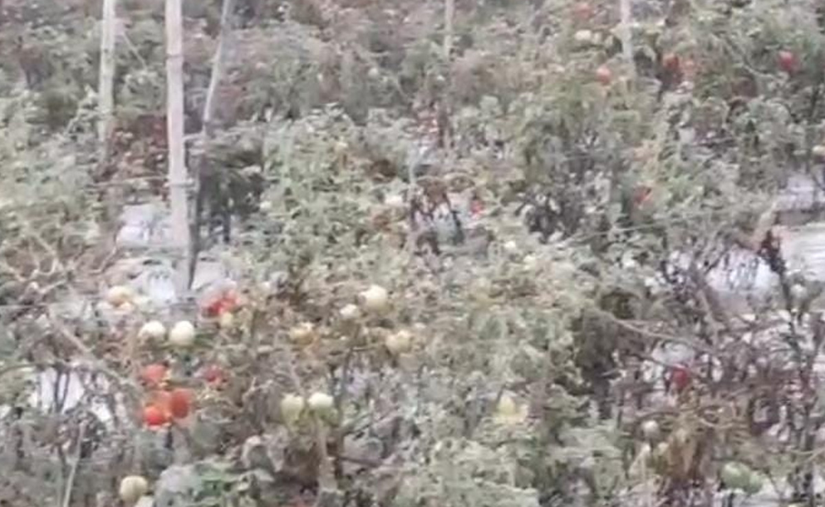 MP News : सागर में टमाटर की फसल में लगा झुलसा रोग, 400 हेक्टेयर की फसल हुई बर्बाद