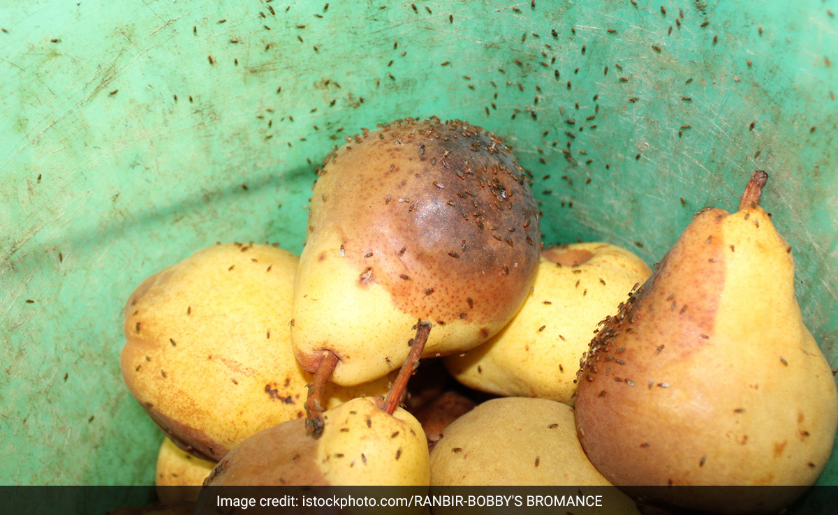 घर में रखे फल की टोकरी पर छोटे कीड़े मंडराने लगते हैं तो यह तरीका आजमाइए तुरंत भाग जाएंगे सारे