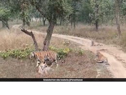 Forest Officer's Video Highlights Amazing 'Conservation Success' Story Of Panna Tiger Reserve Forest Officer's Video Highlights Amazing 'Conservation Success' Story Of Panna Tiger Reserve