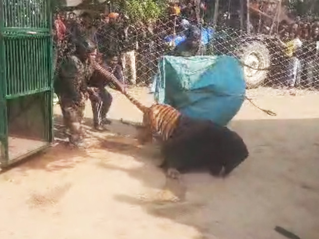Tiger Tranquilised By Forest Officers After It Roams Into UP Village