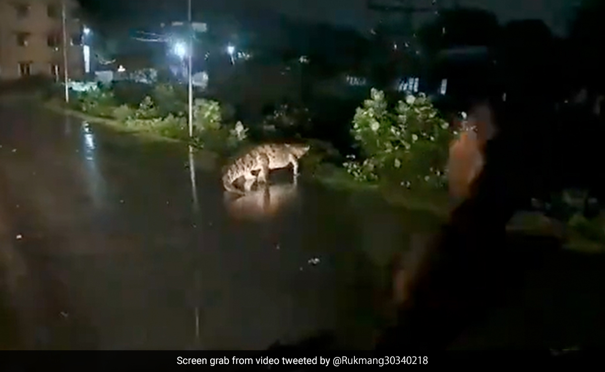 Video: Crocodile Spotted On Road As Rain Floods Chennai