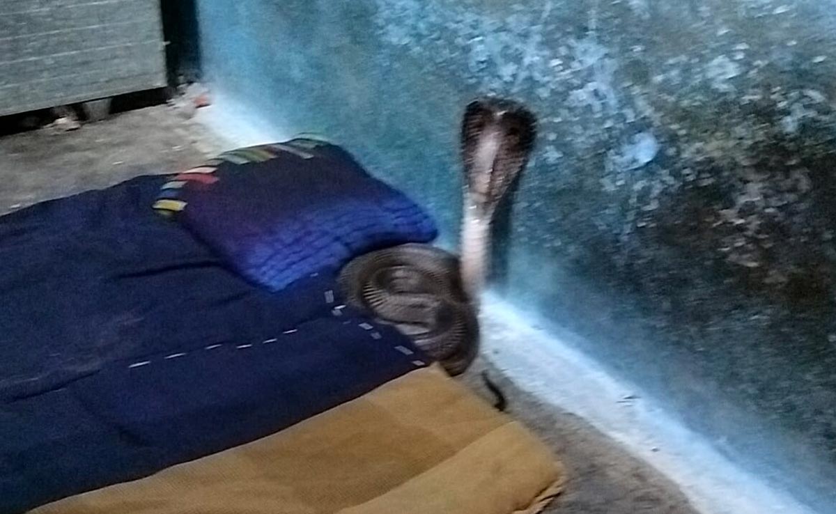 MP News: पति के तकिये के नीचे था कोबरा सांप, पत्नी ने अचानक देखते ही किया ये काम...