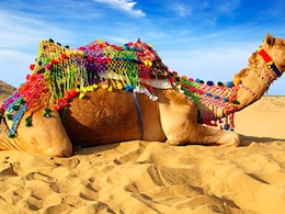 Camel Festival 2025: पूरी दुनिया में मशहूर है राजस्थान का ऊंट महोत्सव, जानें इस बार देसी और विदेशी सैलानियों के लिए क्या होगा खास Camel Festival 2025: पूरी दुनिया में मशहूर है राजस्थान का ऊंट महोत्सव, जानें इस बार देसी और विदेशी सैलानियों के लिए क्या होगा खास