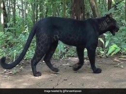 आईएफएस ने शेयर कीं ओडिशा में नज़र आए ब्लैक पैंथर की अद्भुत तस्वीरें, लोगों से पूछा ये दिलचस्प सवाल आईएफएस ने शेयर कीं ओडिशा में नज़र आए ब्लैक पैंथर की अद्भुत तस्वीरें, लोगों से पूछा ये दिलचस्प सवाल
