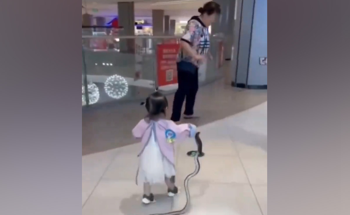 खतरनाक सांप को खिलौना समझ हाथ से पकड़ कर घुमाने लगी छोटी बच्ची, फिर हुआ कुछ ऐसा...