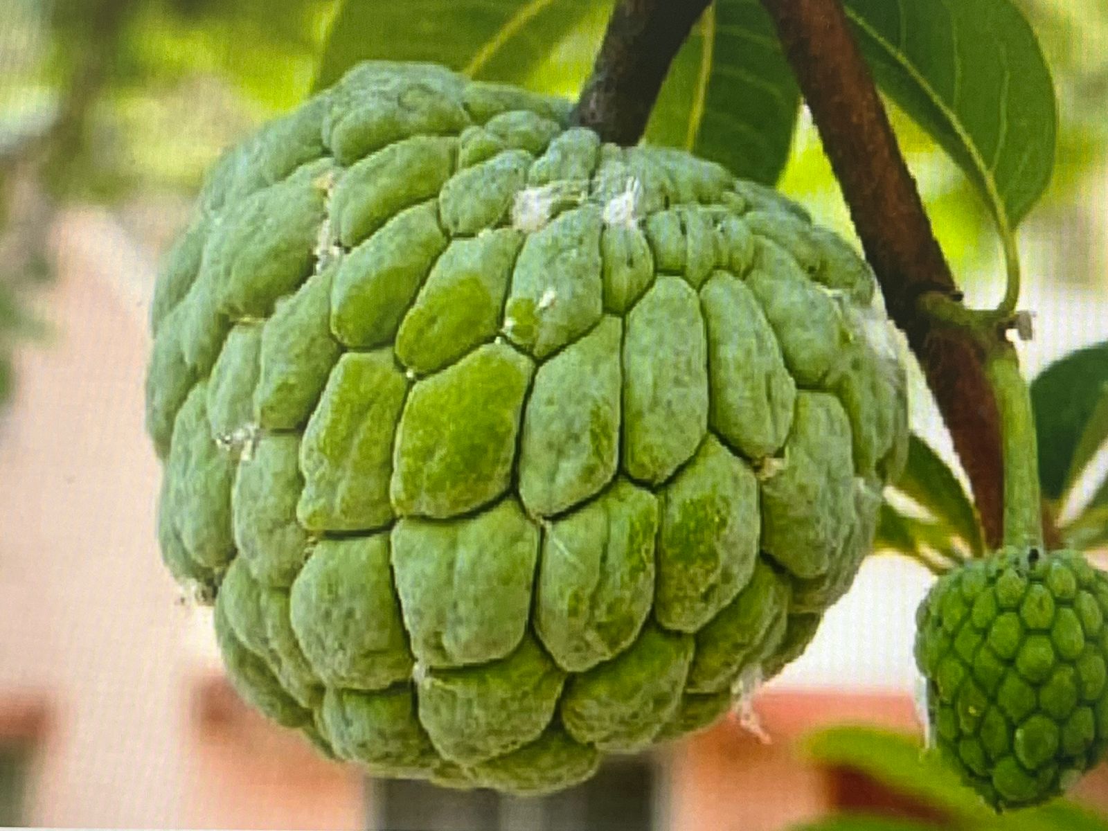 Custard Apple Benefits : वजन बढ़ाने से लेकर किन चीजों में मददगार है सीतफल? जानिए यहां