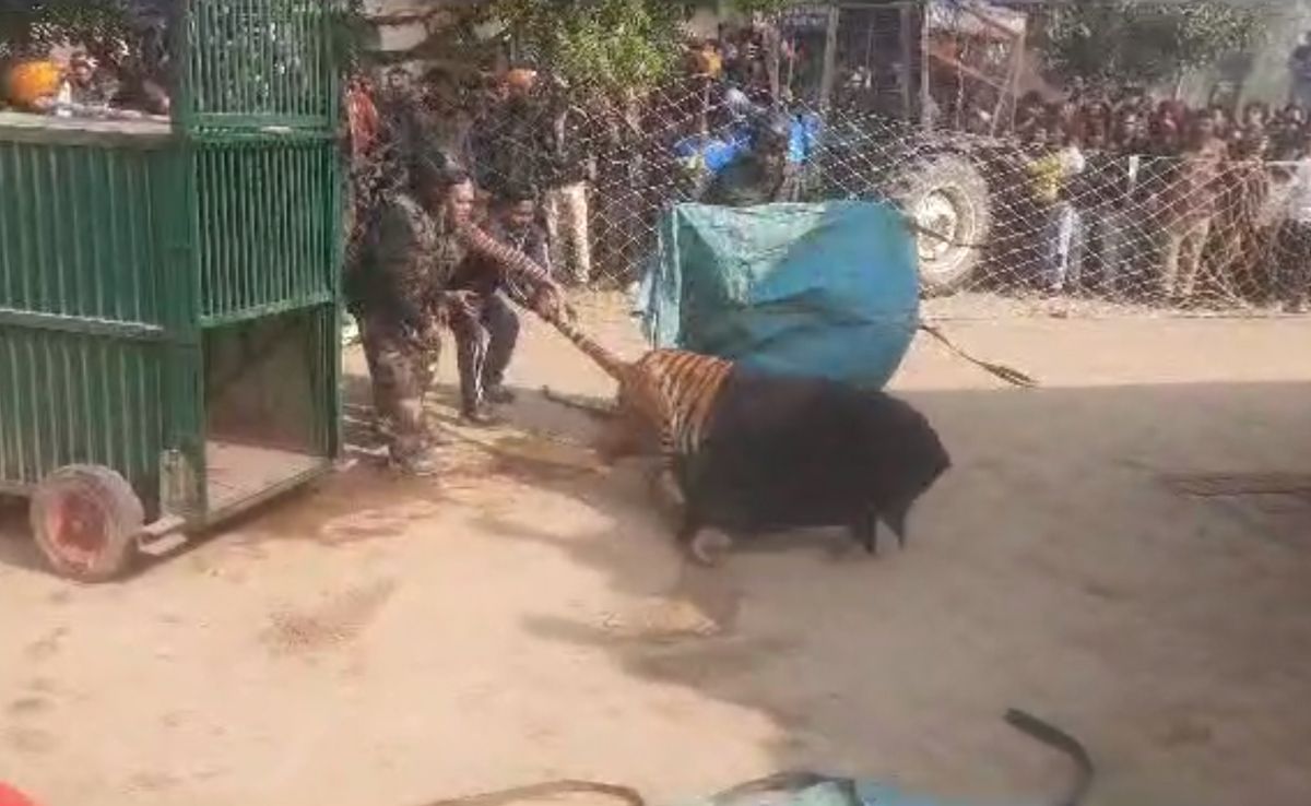 Watch: Tiger Tranquilised By Forest Officers After It Strays Into UP Village
