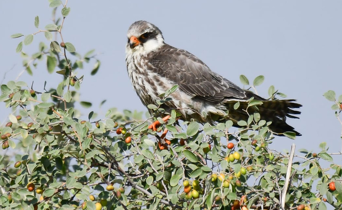 Amur falcon In Jaisalmer: 11 हजार KM का सफर तय कर पहली बार जैसलमेर पहुंचा शिकारी बाज अमूर फाल्कन, सामने आई पहली तस्वीर