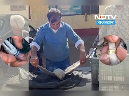 भारत-पाक बॉर्डर पर पकड़ा गया अरब का शिकारी बाज, अब पोस्टमार्टम से होगा अहम खुलासा