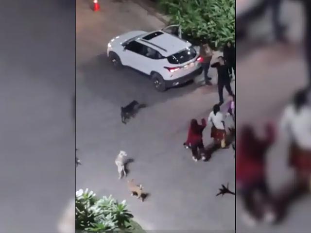 Video: Feeding Dogs Leads To Heated Argument In Noida Housing Complex