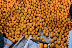 इस तकनीक से किन्नु की खेती कर किसान उठा रहे जबरदस्त फायदा इस तकनीक से किन्नु की खेती कर किसान उठा रहे जबरदस्त फायदा