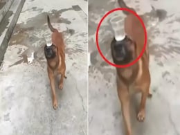 सिर पर ग्लास रखकर कैटवॉक करता नजर आया डॉगी, टैलेंट देख फैन हुई पब्लिक सिर पर ग्लास रखकर कैटवॉक करता नजर आया डॉगी, टैलेंट देख फैन हुई पब्लिक
