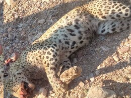 राजस्थान में अलग-अलग घटनाओं में दो पैंथर की मौत, एक ने ग्रामीणों पर कर दिया था हमला राजस्थान में अलग-अलग घटनाओं में दो पैंथर की मौत, एक ने ग्रामीणों पर कर दिया था हमला