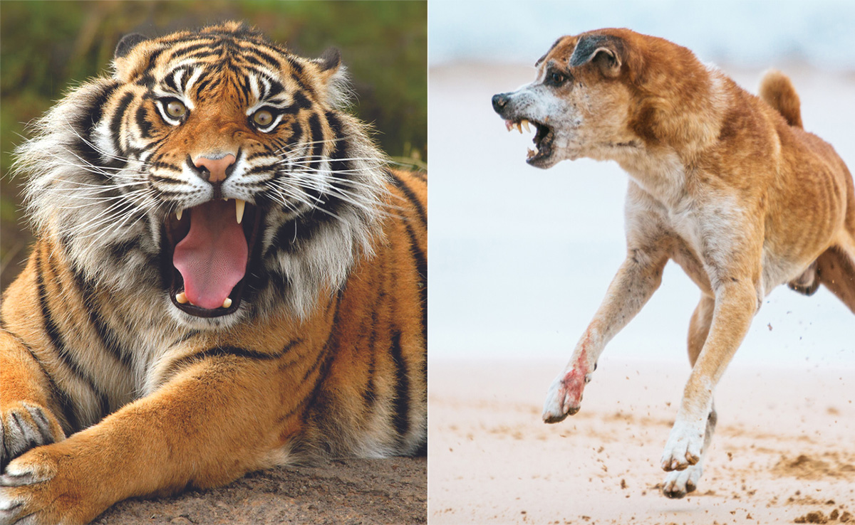 जंजीर में बंधे बाघ को बेबस समझने की गलती कर बैठा कुत्ता, आगे जो हुआ उसे देख कांप उठेगी रूह जंजीर में बंधे बाघ को बेबस समझने की गलती कर बैठा कुत्ता, आगे जो हुआ उसे देख कांप उठेगी रूह