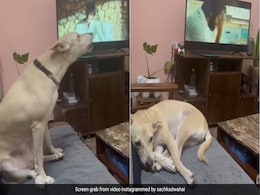 टीवी पर चल रहा था कबीर सिंह का सॉन्ग तुझे कितना चाहने लगे... कुत्ते ने भी मिलाया सुर, साथ में गाया पूरा गाना, Video वायरल टीवी पर चल रहा था कबीर सिंह का सॉन्ग तुझे कितना चाहने लगे... कुत्ते ने भी मिलाया सुर, साथ में गाया पूरा गाना, Video वायरल