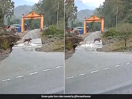 Watch: Man Comes Face-to-Face with Tiger In Corbett National Park Watch: Man Comes Face-to-Face with Tiger In Corbett National Park