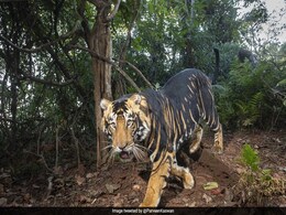 पहले कभी देखा है दुर्लभ Black Tiger, IFS अफसर ने शेयर की तस्वीर और वीडियो पहले कभी देखा है दुर्लभ Black Tiger, IFS अफसर ने शेयर की तस्वीर और वीडियो