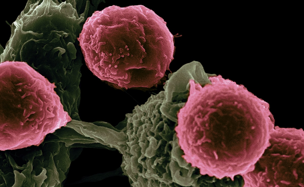 What Are Regulatory T-Cells? Nobel-Winning Science Explained