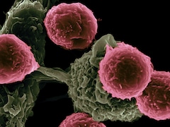 What Are Regulatory T-Cells? Nobel-Winning Science Explained