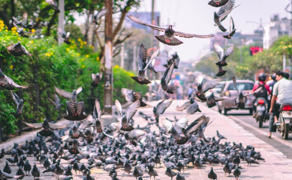 "Roads Belong To Humans": Japan Taxi Driver Runs Over Pigeon, Arrested