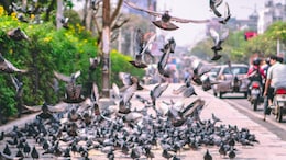 Explainer: Why Delhi Is Planning To Ban Pigeon Feeding