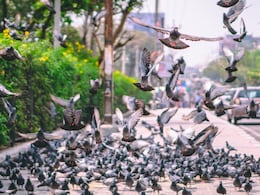 Explainer: Why Delhi Is Planning To Ban Pigeon Feeding Explainer: Why Delhi Is Planning To Ban Pigeon Feeding