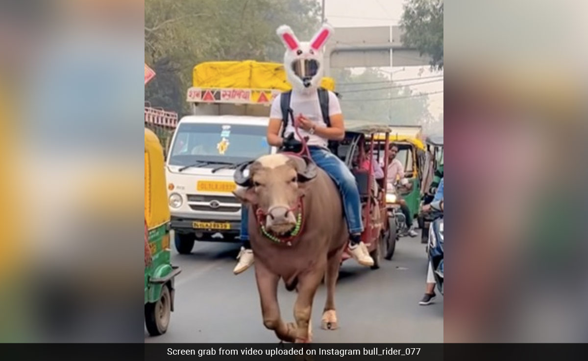 Video: Delhi Man With Bunny Helmet Rides Bull On Busy Road, Internet Calls It "Public Nuisance"