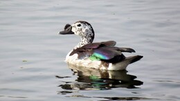 Knob-billed duck: प्रवासी पक्षियों के लिए पंसदीदा जगह बना जैसलमेर, यहां पहली बार दिखी नॉब-बिल्ड बत्तख