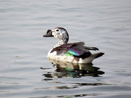 Knob-billed duck: प्रवासी पक्षियों के लिए पंसदीदा जगह बना जैसलमेर, यहां पहली बार दिखी नॉब-बिल्ड बत्तख