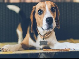 Study Hints At Human Role In Evolution Of Dogs' Eye Colour Study Hints At Human Role In Evolution Of Dogs' Eye Colour