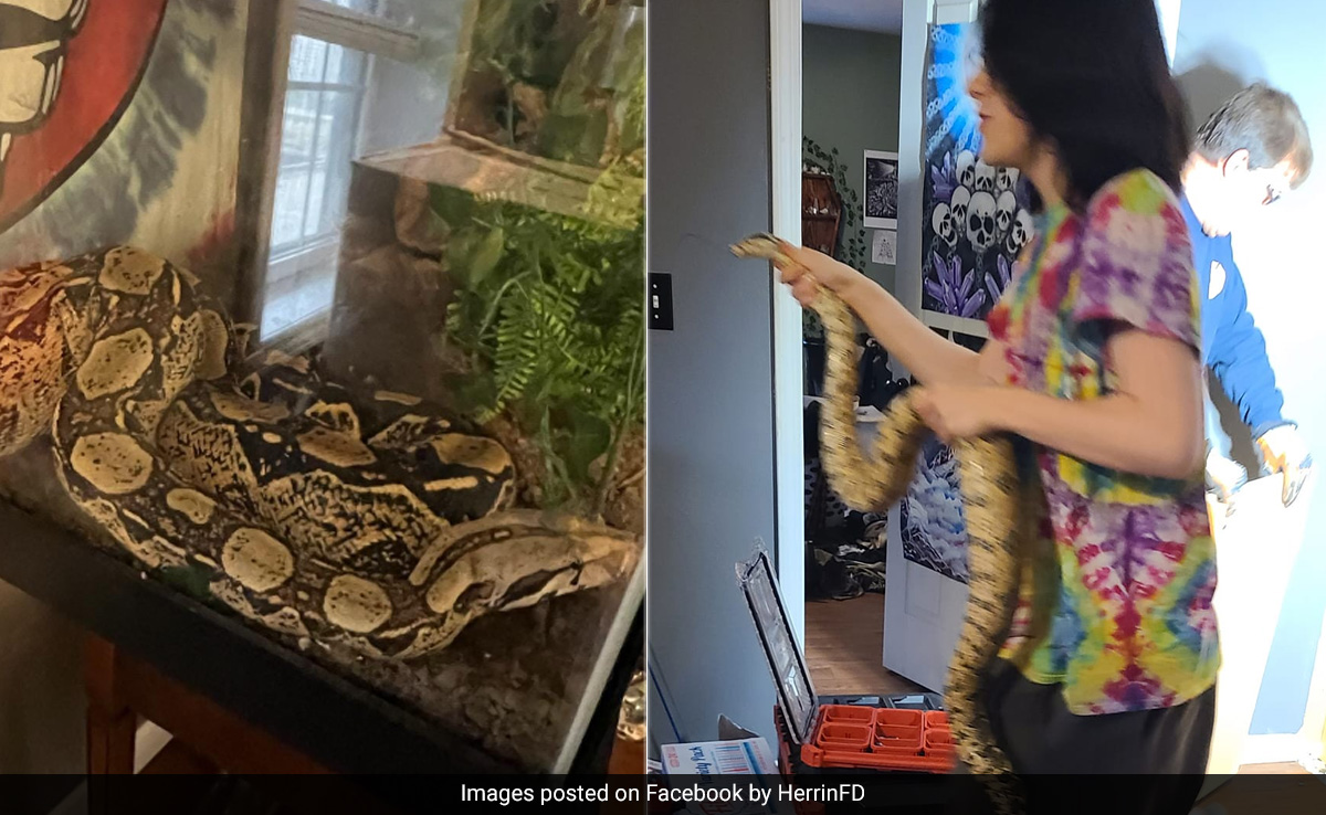 Firefighters Rescue 6-Foot-Long Snake Stuck In Kitchen Cabinet For 12 Hours. See Pics