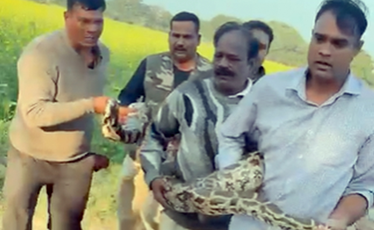 जंगल से गांव में घुसा 11 फीट लंबा अजगर, ग्रामीणों में मचा हड़कंप, वन विभाग ने किया रेस्क्यू