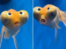 समुद्र की गहराई में तैरती दिखी रहस्यमयी मछली, वीडियो देख बोले लोग- कितनी गोलू मोलू है समुद्र की गहराई में तैरती दिखी रहस्यमयी मछली, वीडियो देख बोले लोग- कितनी गोलू मोलू है