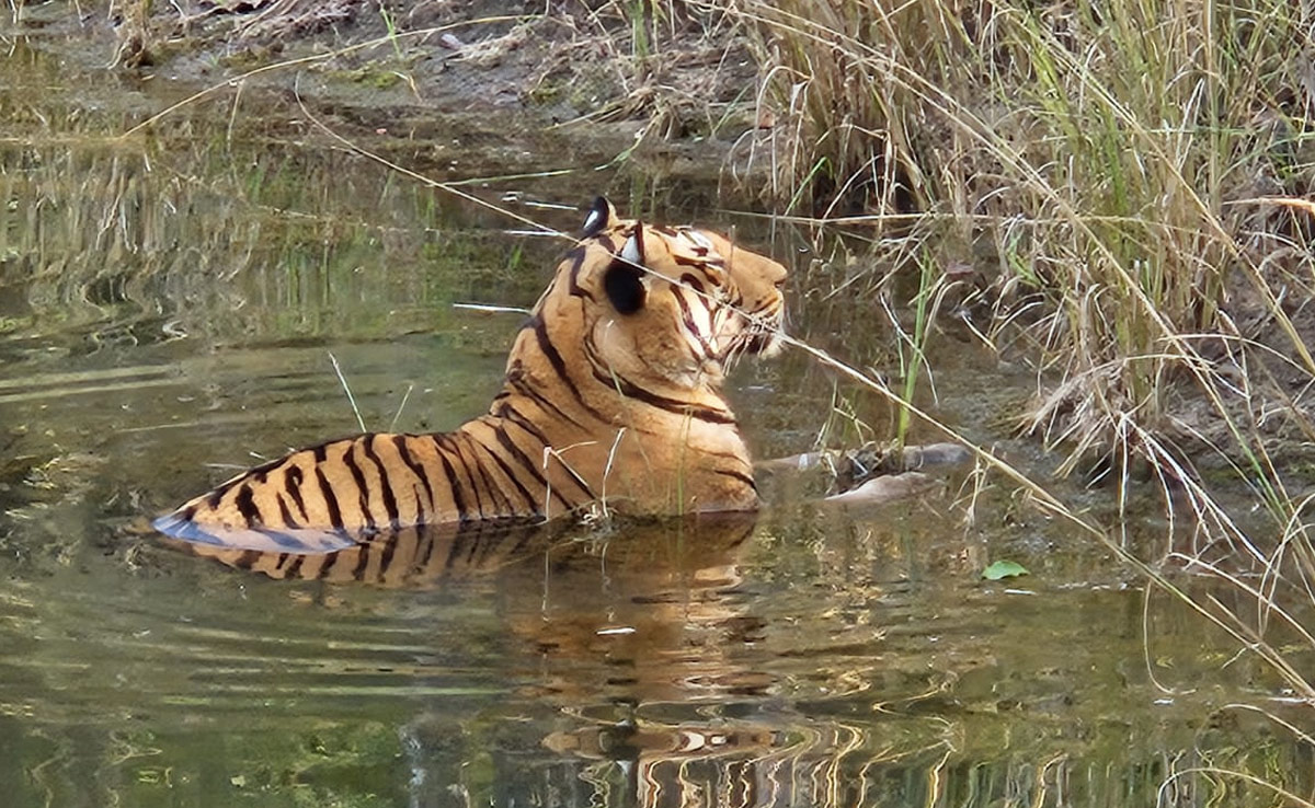मध्य प्रदेश में बनाई जाए टाइगर सुरक्षा स्पेशल फोर्स, हाई कोर्ट में दायर जनहित याचिका