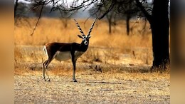 चूरू की ताल छापर सेंचुरी में बढ़ रहा है काले हिरणों का कुनबा, कृष्णमृग अभयारण्य में पहुंच रहे हैं सैलानी