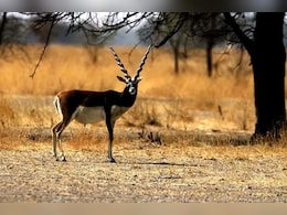 चूरू की ताल छापर सेंचुरी में बढ़ रहा है काले हिरणों का कुनबा, कृष्णमृग अभयारण्य में पहुंच रहे हैं सैलानी