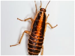Japanese Man Blows Up His Apartment Trying To Kill A Cockroach, Here's How Japanese Man Blows Up His Apartment Trying To Kill A Cockroach, Here's How