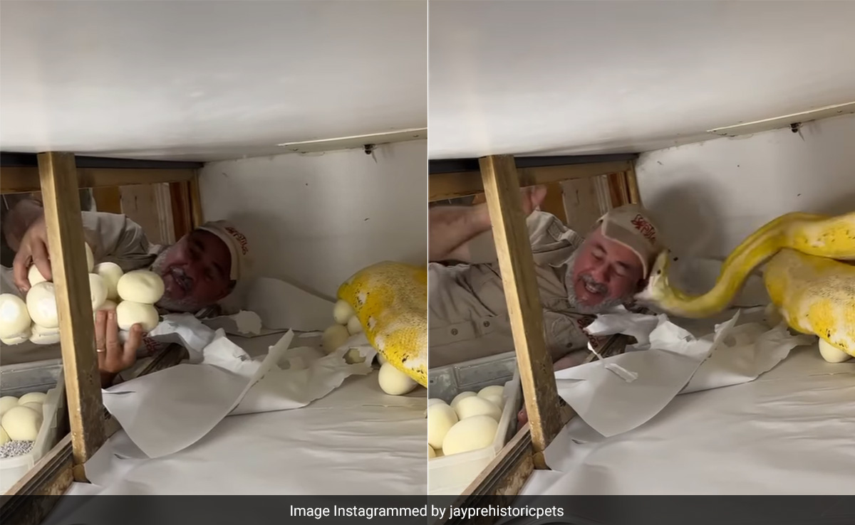 अजगर के अंडों को चुरा रहा था शख्स, तभी खूंखार जीव ने किया जोरदार अटैक