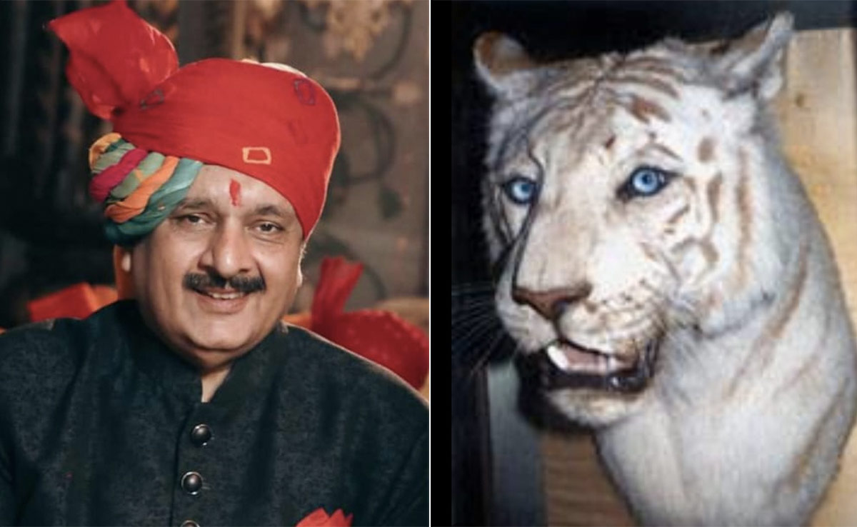 दुनिया का पहला सफेद बाघ जो रविवार को पीता था सिर्फ दूध, पढ़ें रीवा के 'मोहन' की कहानी