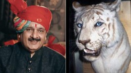 तीन रानियां, 34 बच्चे और संडे का व्रत... जानें फुटबॉल-सिटी का शौक रखने वाले दुनिया के पहले सफेद बाघ मोहन की कहानी