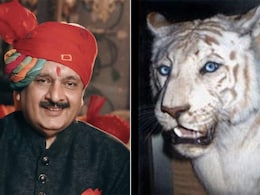 तीन रानियां, 34 बच्चे और संडे का व्रत... जानें फुटबॉल-सिटी का शौक रखने वाले दुनिया के पहले सफेद बाघ मोहन की कहानी तीन रानियां, 34 बच्चे और संडे का व्रत... जानें फुटबॉल-सिटी का शौक रखने वाले दुनिया के पहले सफेद बाघ मोहन की कहानी