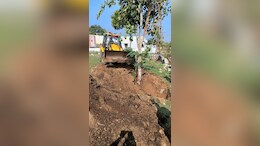 पर्यावरण संरक्षण की एक अनोखी पहल, पेड़ों को नया जीवन देने के लिए ऐसे किया जा रहा ट्रांसप्लांट&nbsp;