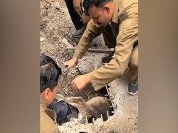 गटर में फंस गया था कुत्ता, जान बचाने के लिए दिल्ली फायर टीम ने खोद दी सड़क, भावुक कर देगा वीडियो गटर में फंस गया था कुत्ता, जान बचाने के लिए दिल्ली फायर टीम ने खोद दी सड़क, भावुक कर देगा वीडियो