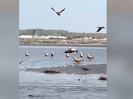 समुद्री पक्षी समुद्र के पार से आती ध्वनि सुनकर अपना रास्ता तलाश कर सकते हैं, शोध यही बताता है समुद्री पक्षी समुद्र के पार से आती ध्वनि सुनकर अपना रास्ता तलाश कर सकते हैं, शोध यही बताता है