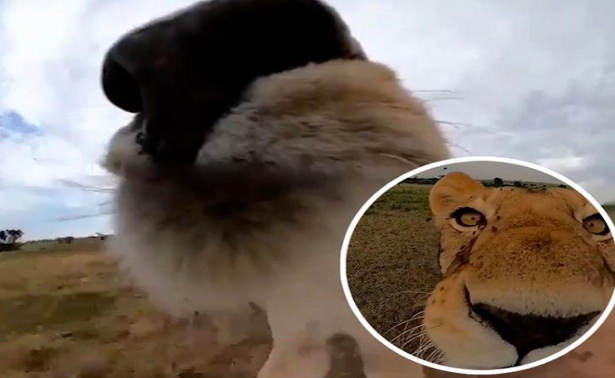 शेर बना ब्लॉगर, सेल्फी स्टिक लेकर जंगल का किया दौरा, देखें मजेदार VIDEO