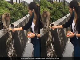 बंदर को बिस्किट खिला रही थी महिला, देखते ही बाकी बंदरों ने की ऐसी हरकत, लोग बोले- गजब बेइज्जती है... बंदर को बिस्किट खिला रही थी महिला, देखते ही बाकी बंदरों ने की ऐसी हरकत, लोग बोले- गजब बेइज्जती है...