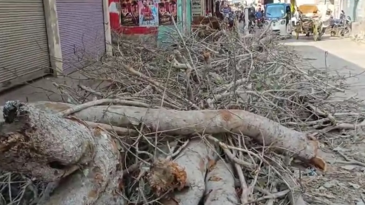 धमतरी में 150 साल पुराना पीपल का पेड़ काटे जाने से सैकड़ों पक्षियों की हुई मौत!