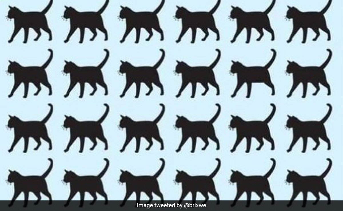 बाज नज़र वाले ही दे पाएंगे जवाब, आपमें है दम तो 5 सेकंड में बताएं तस्वीर में केवल 3 पैरों वाली कितनी बिल्लियां हैं?